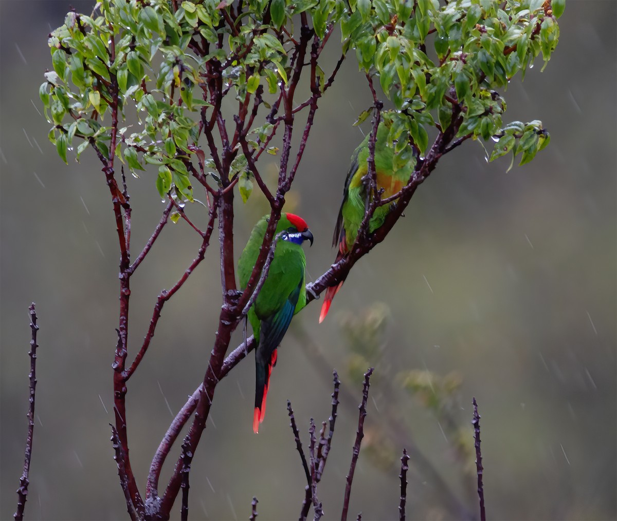 Plum-faced Lorikeet - ML616777205