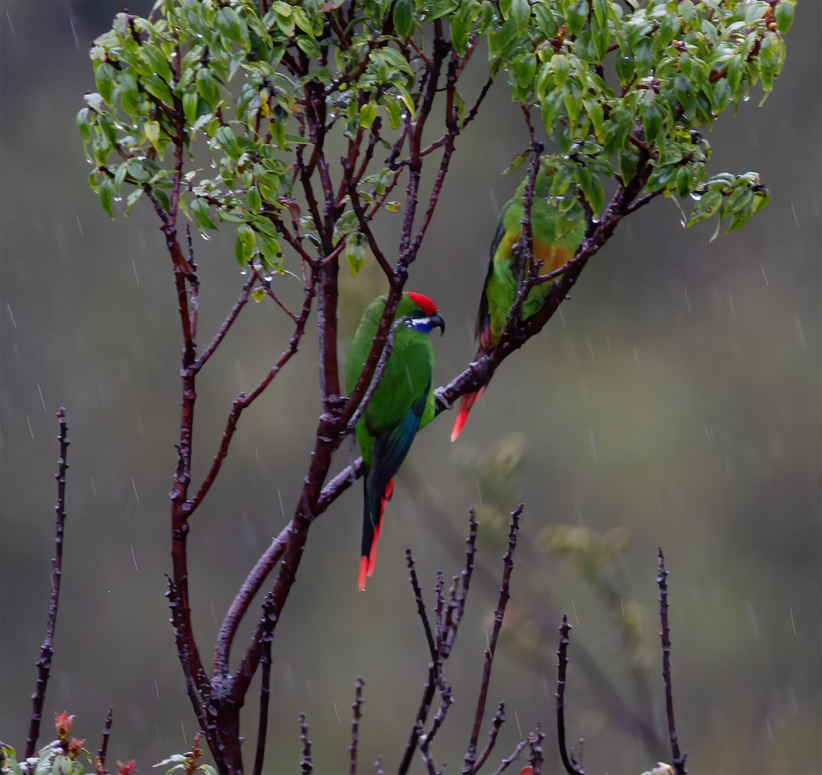 Plum-faced Lorikeet - ML616777206