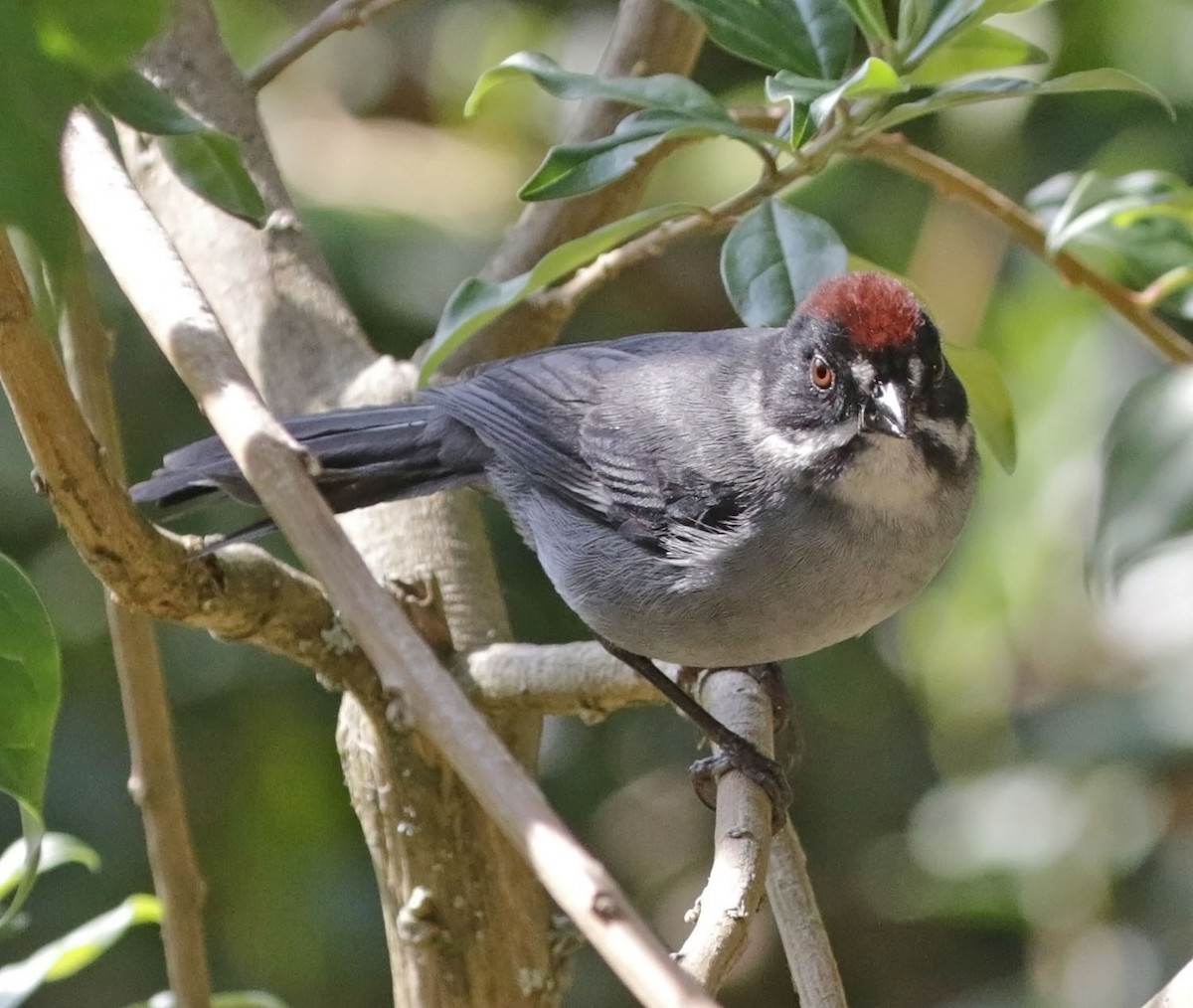 Slaty Brushfinch - Trevor Ellery