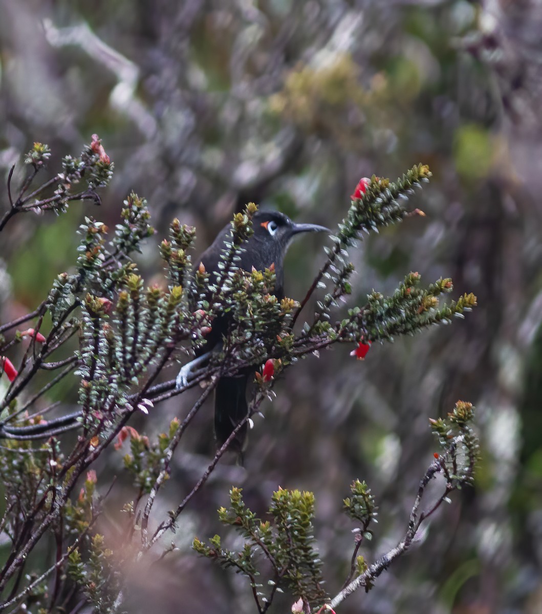 Sooty Honeyeater - Gary Rosenberg