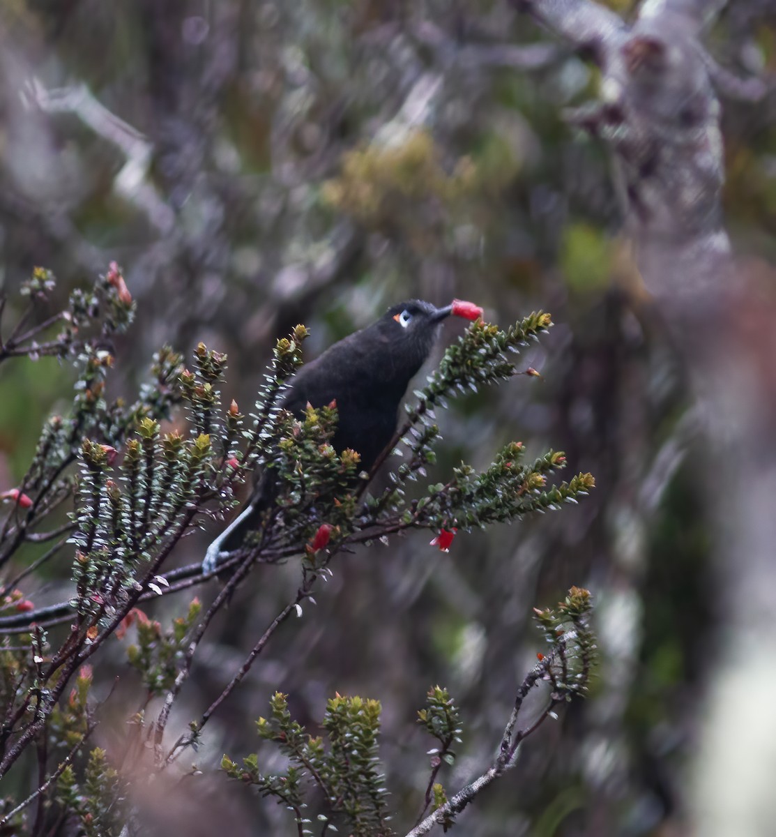 Sooty Honeyeater - Gary Rosenberg