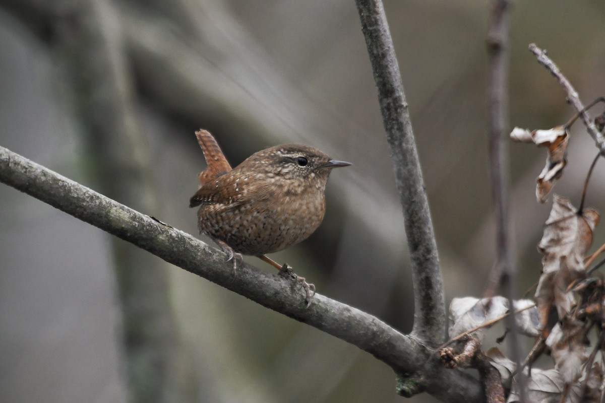 Winter Wren - ML616777244