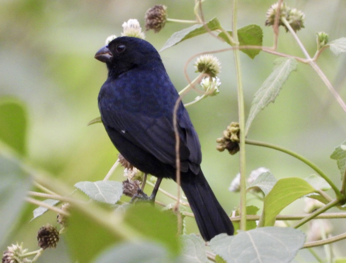 Variable Seedeater - ML616777247