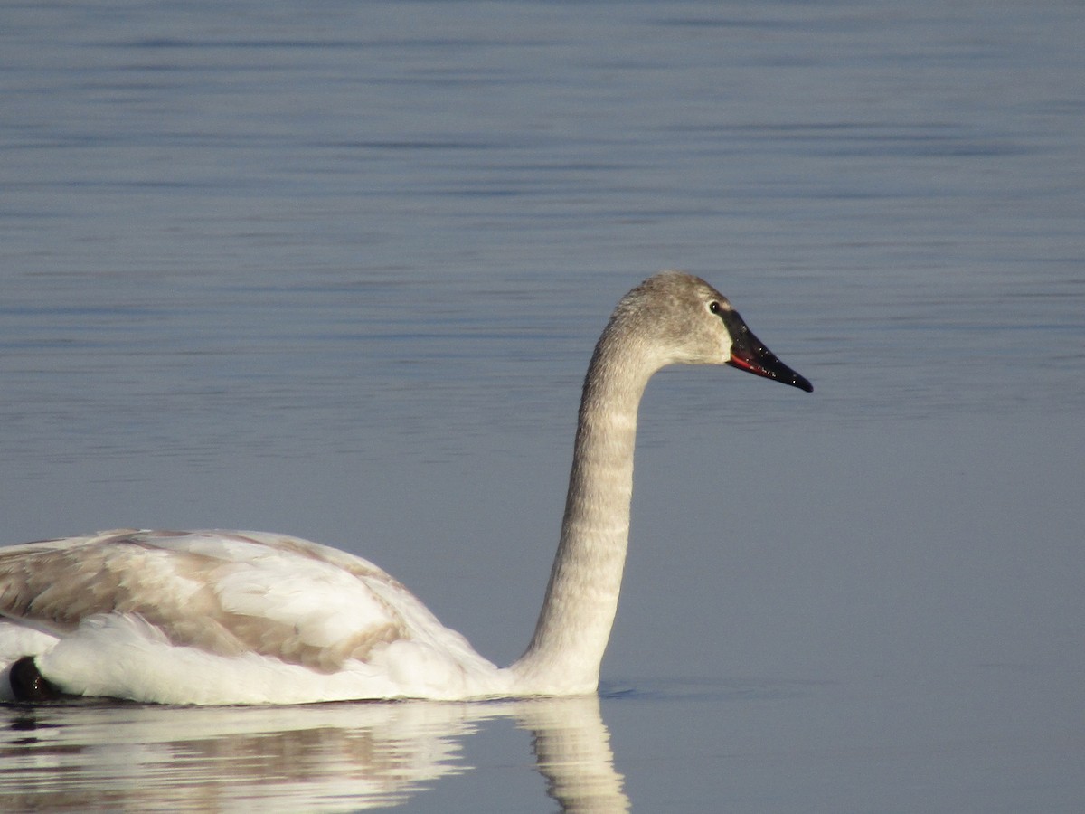 Trumpeter Swan - ML616777251