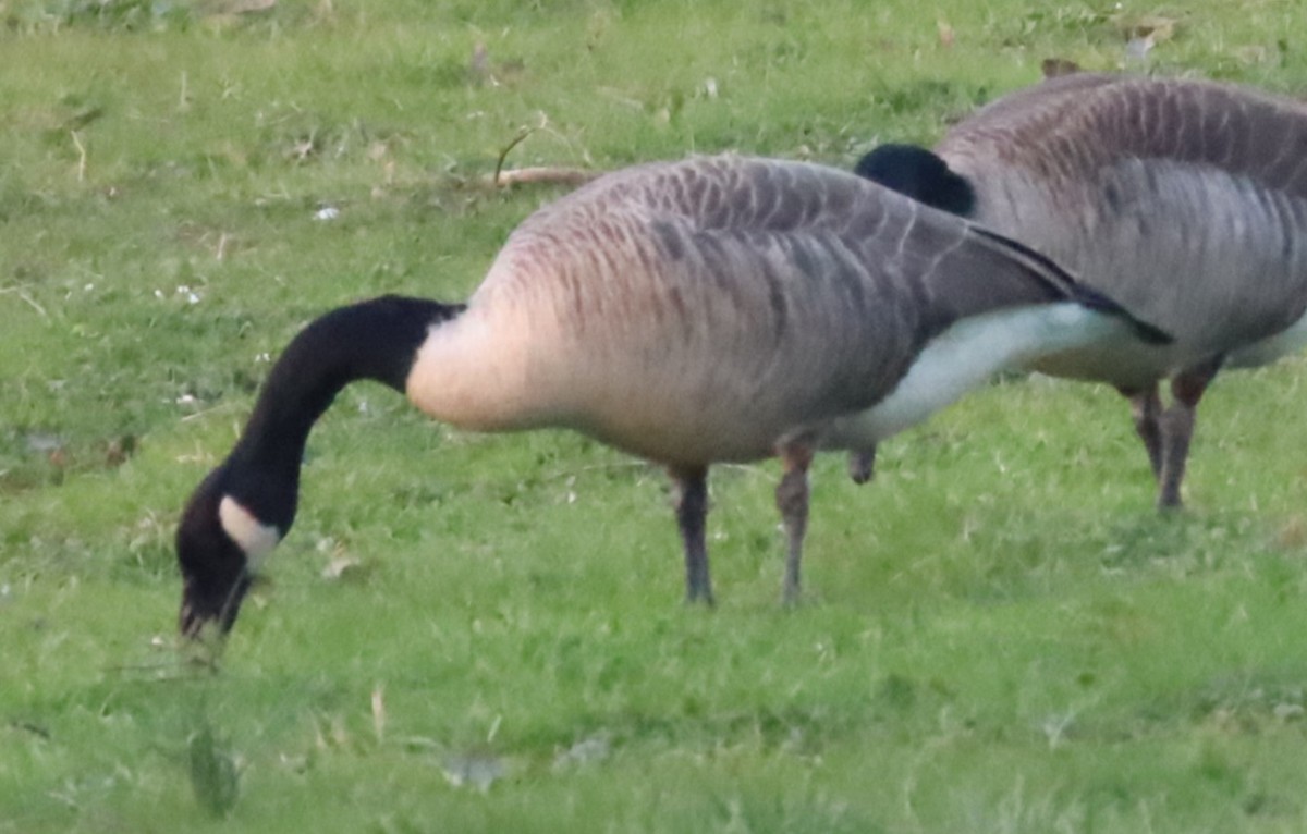 Canada Goose - Gautham Mohan