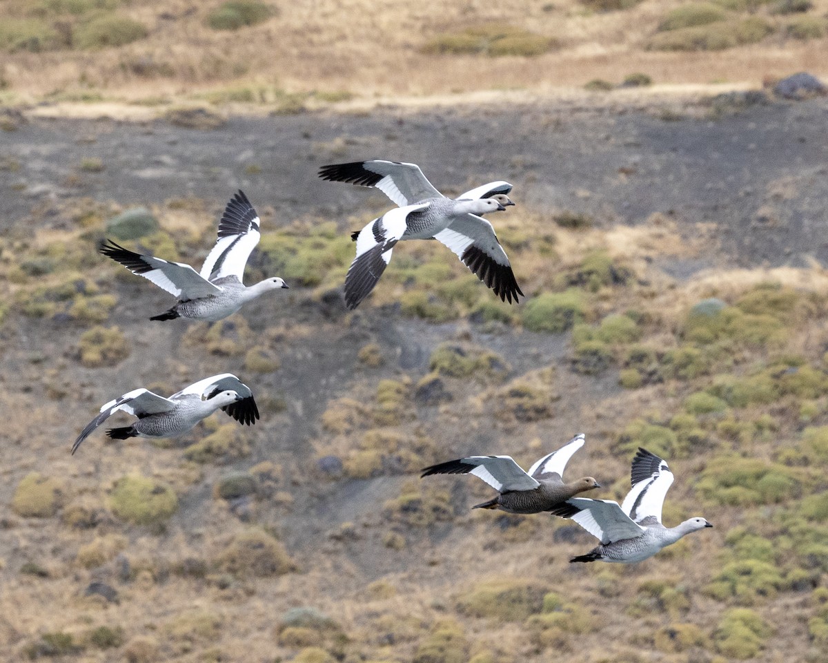 Upland Goose - ML616777270