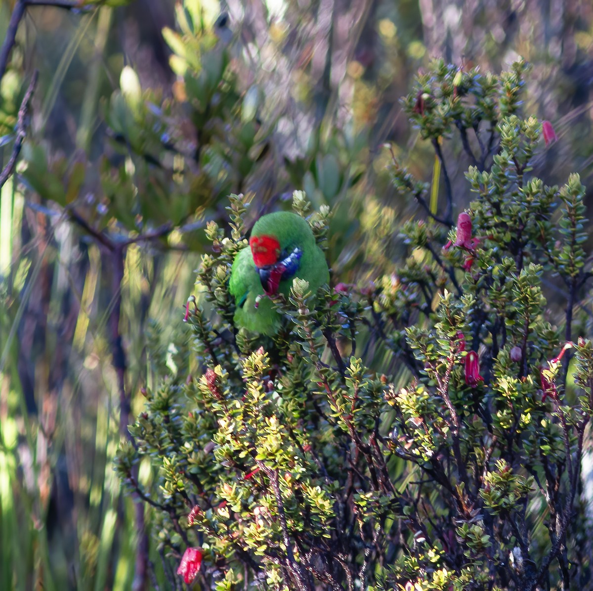 Plum-faced Lorikeet - ML616777278