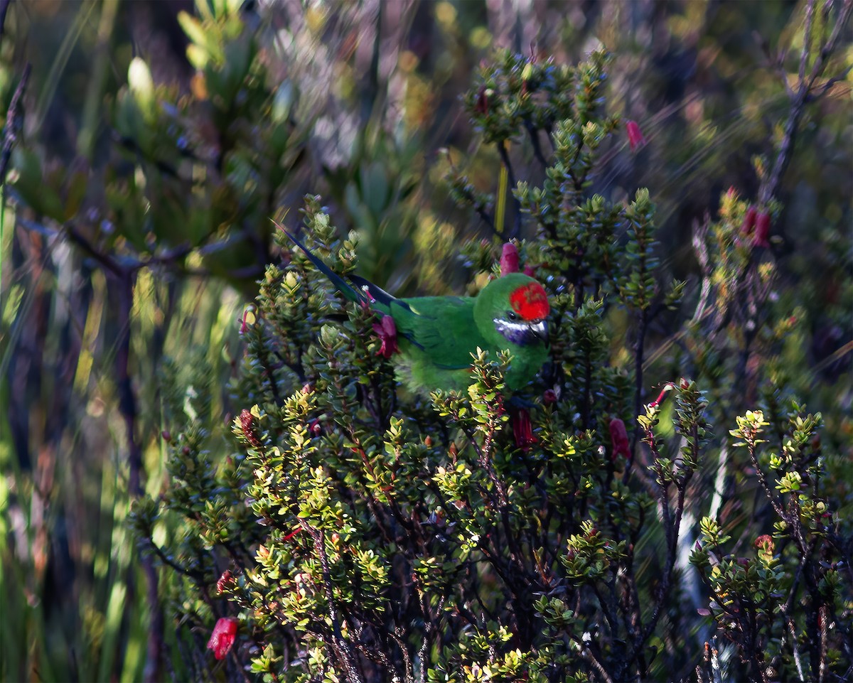 Plum-faced Lorikeet - ML616777279