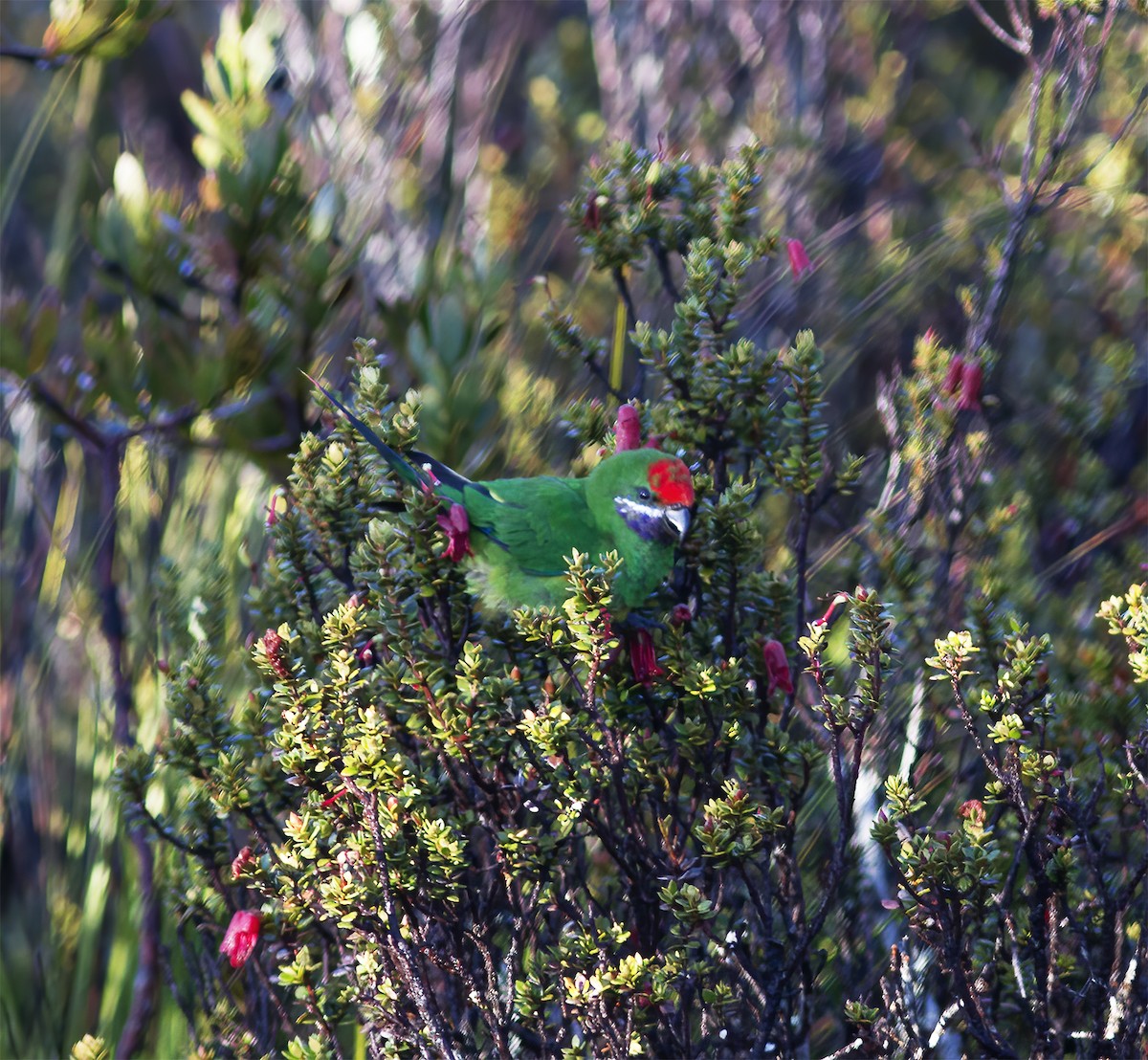 Plum-faced Lorikeet - ML616777280