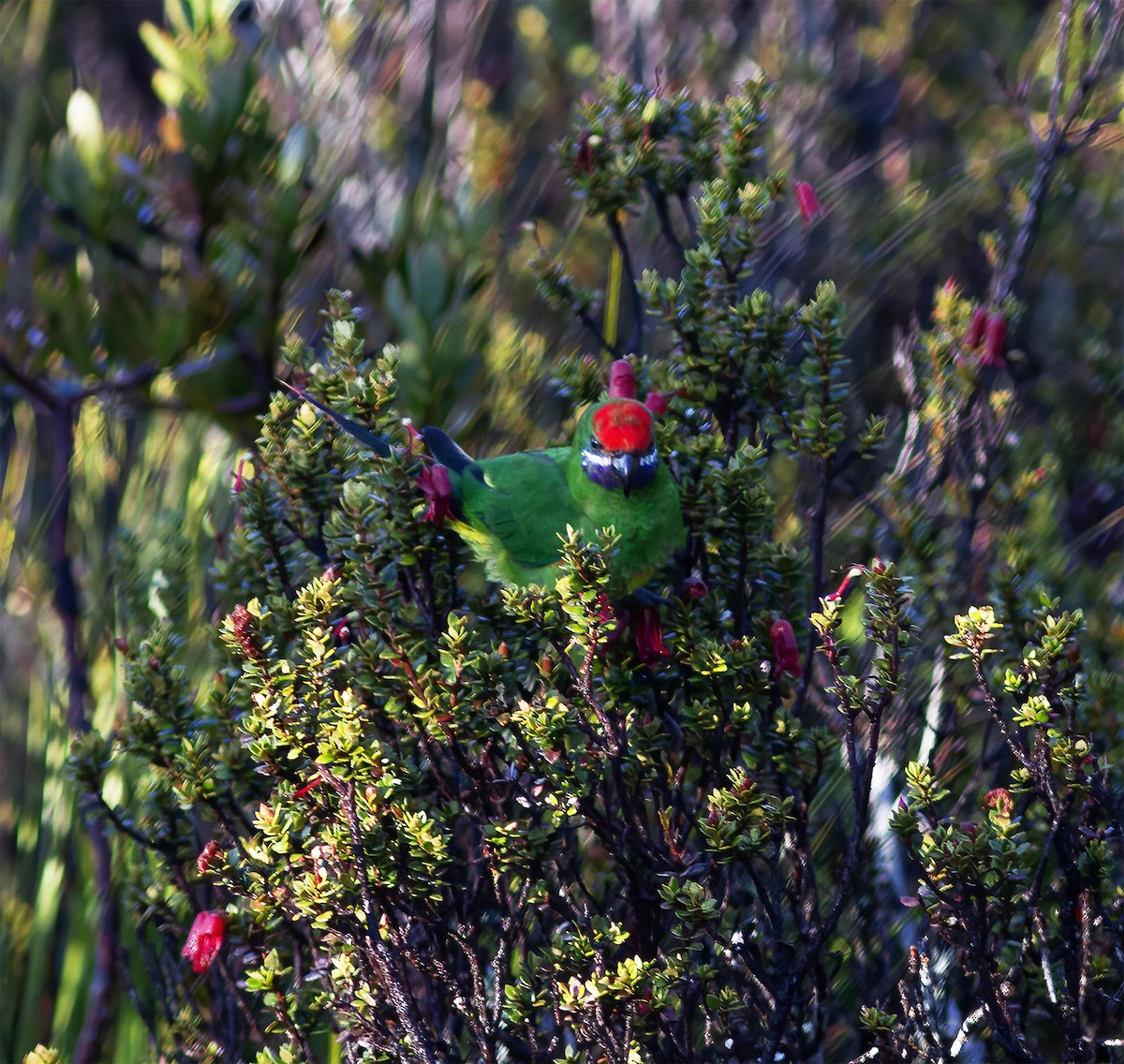 Plum-faced Lorikeet - ML616777281