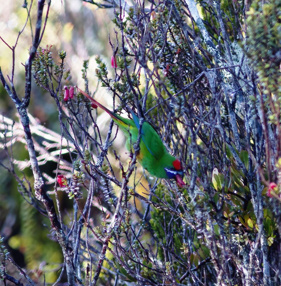 Plum-faced Lorikeet - ML616777282