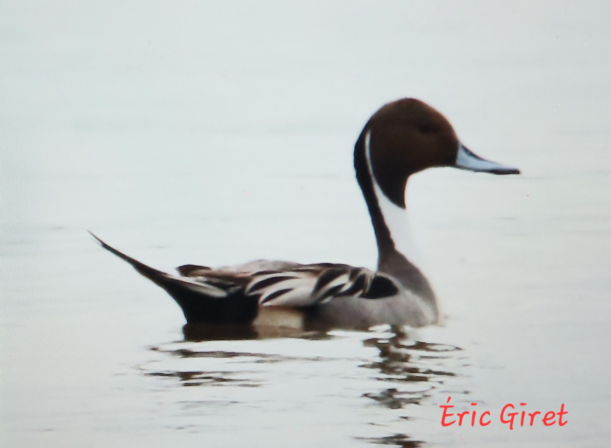 Northern Pintail - Éric giret