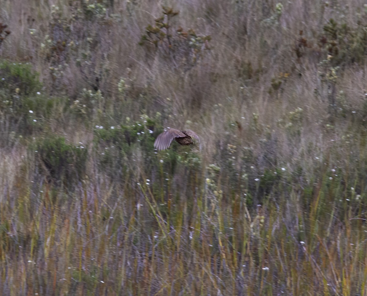 Snow Mountain Quail - ML616777320