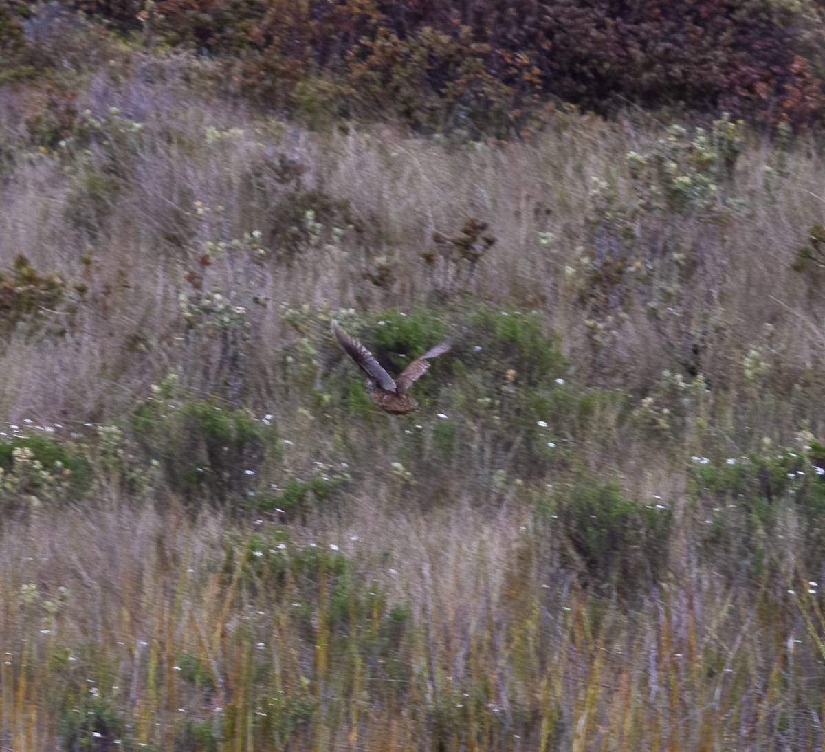 Snow Mountain Quail - ML616777321