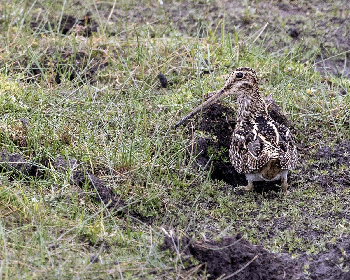 Agachadiza Magallánica - ML616777327