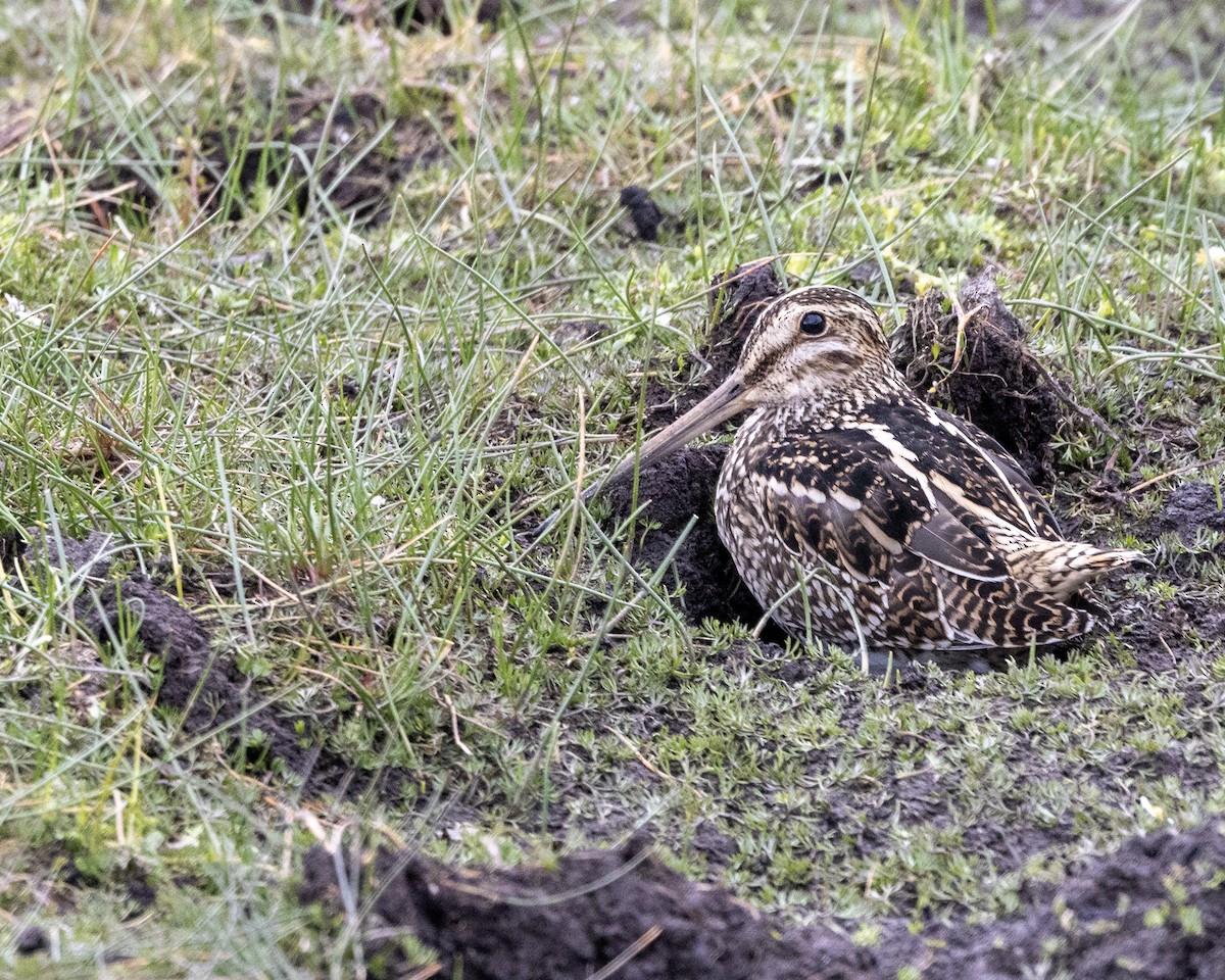 Agachadiza Magallánica - ML616777328