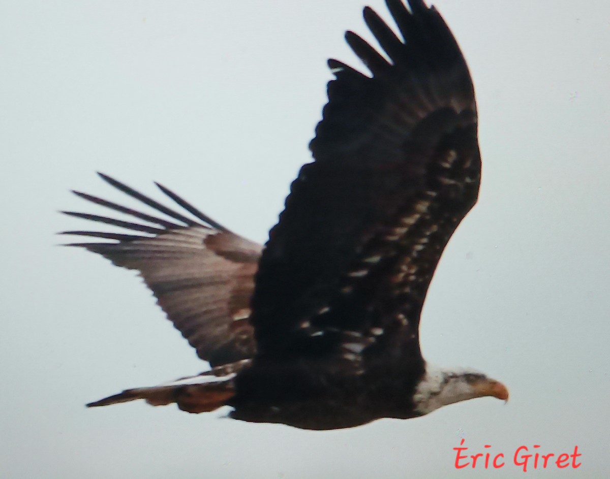 Bald Eagle - Éric giret