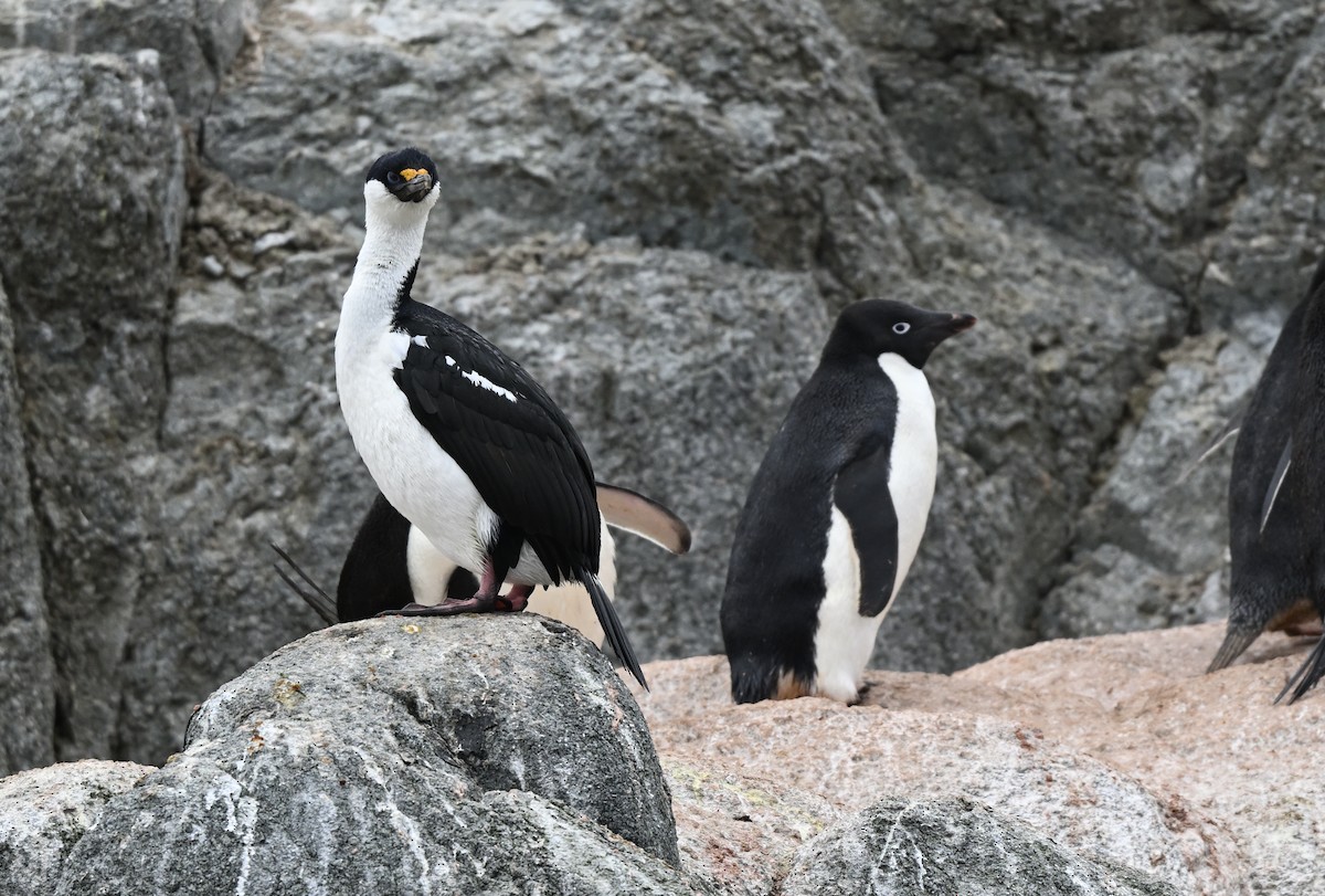 Antarctic Shag - ML616777343