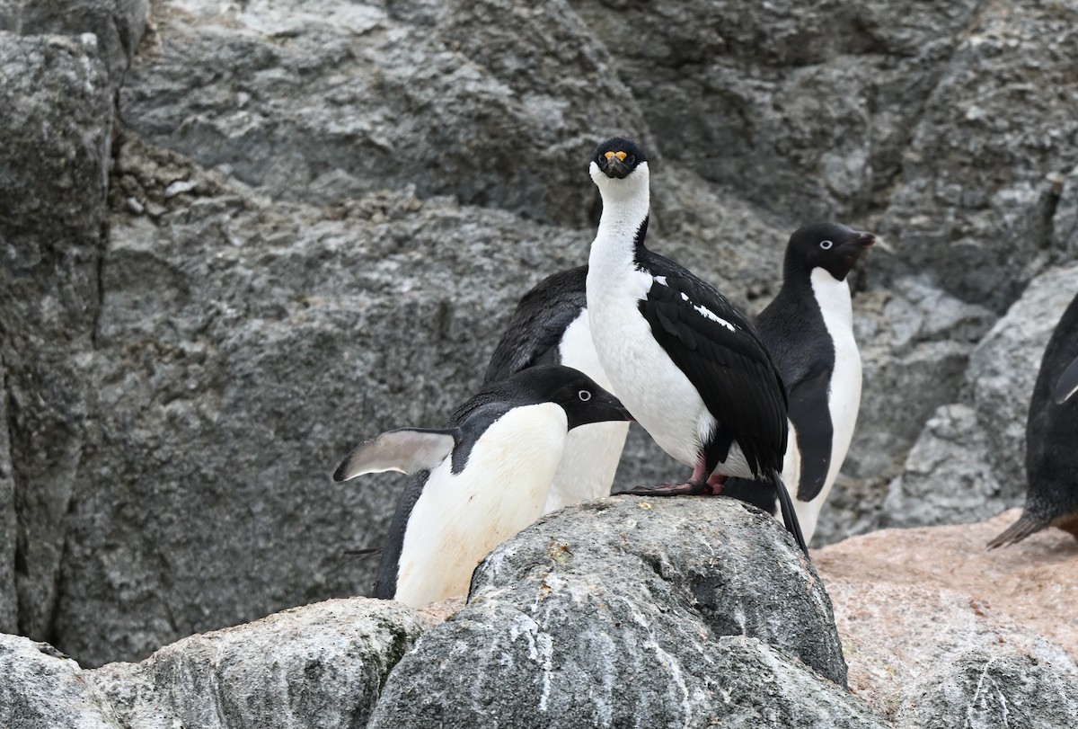 Antarctic Shag - ML616777344