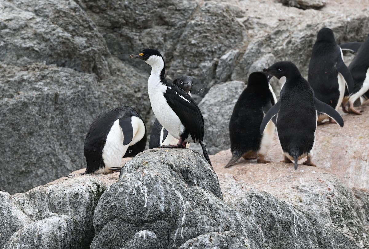 Antarctic Shag - Paul Dufour