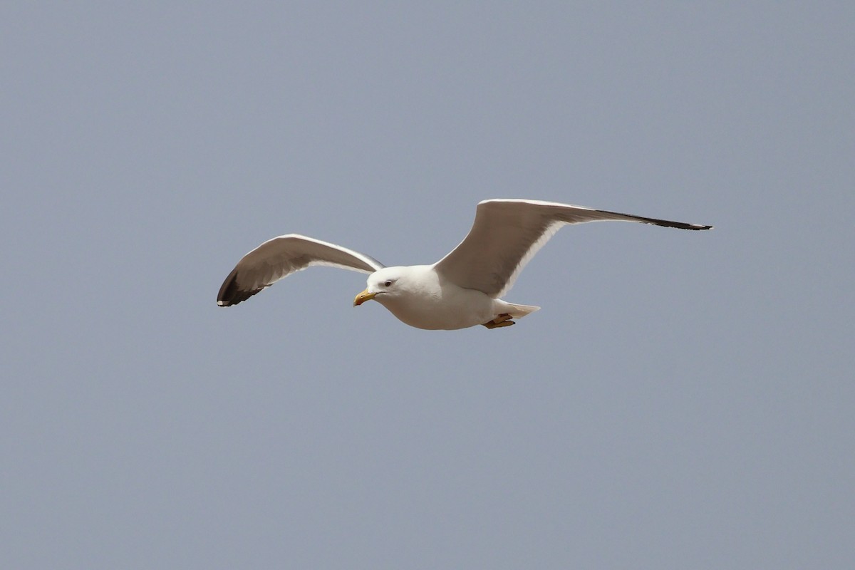 Yellow-legged Gull - Giuseppe Fusco