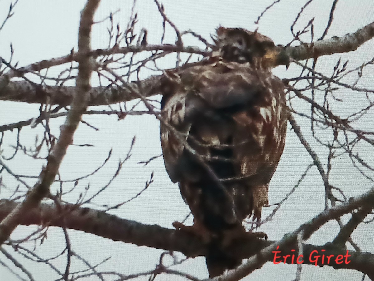 Bald Eagle - ML616777355