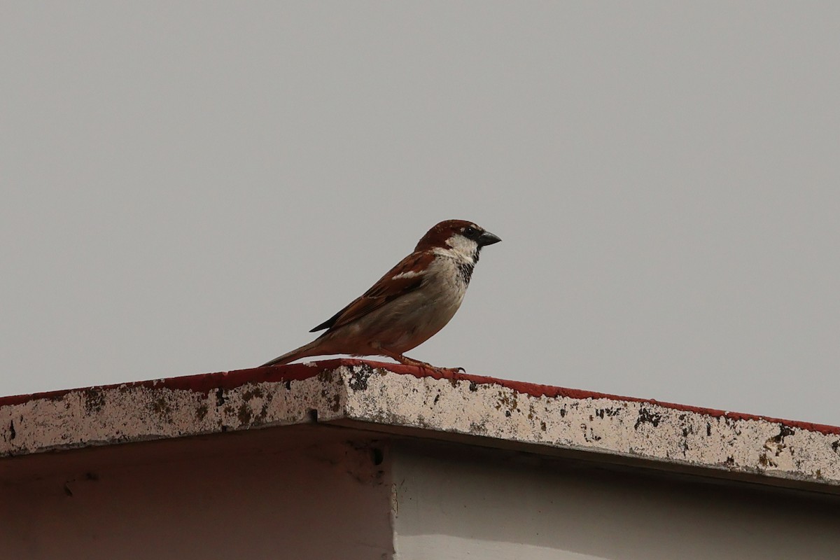 Italian Sparrow - Giuseppe Fusco