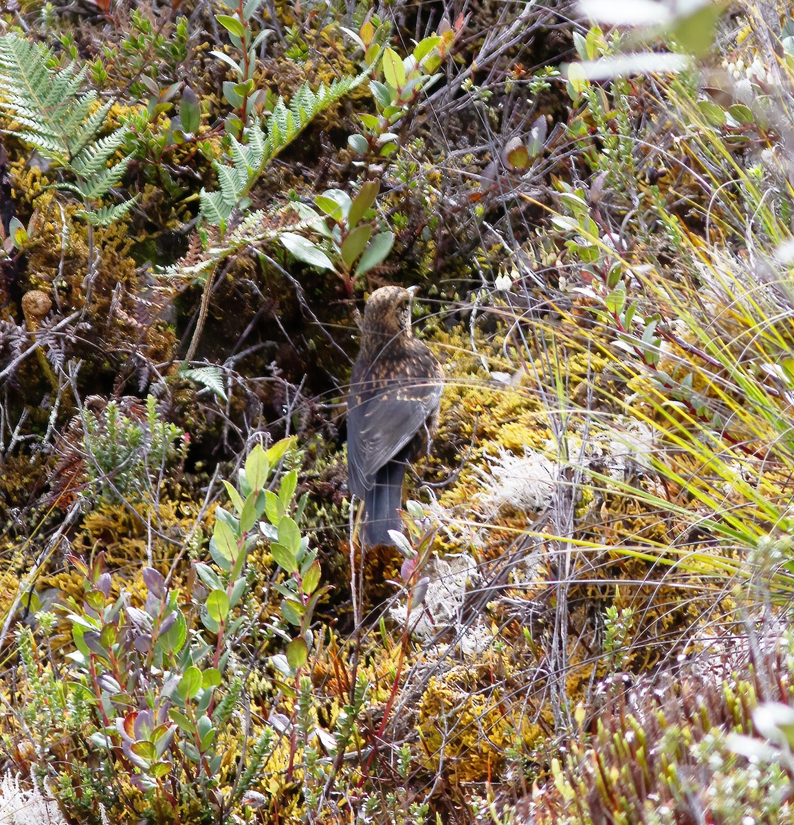 Island Thrush - ML616777361