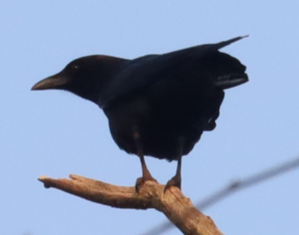 American Crow - Gautham Mohan