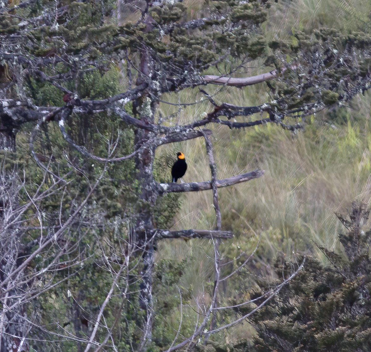 gulskjermhonningeter - ML616777368