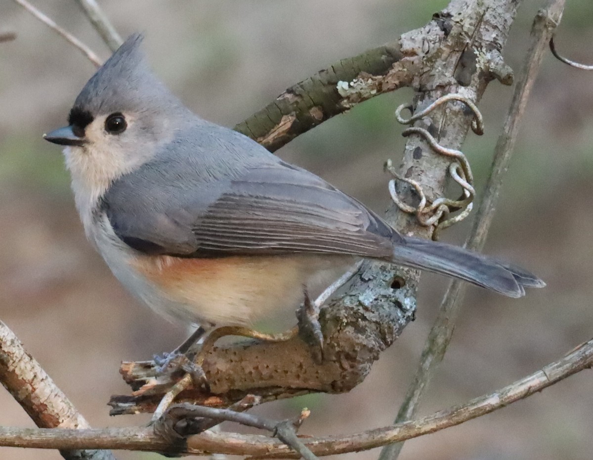 Tufted Titmouse - Gautham Mohan