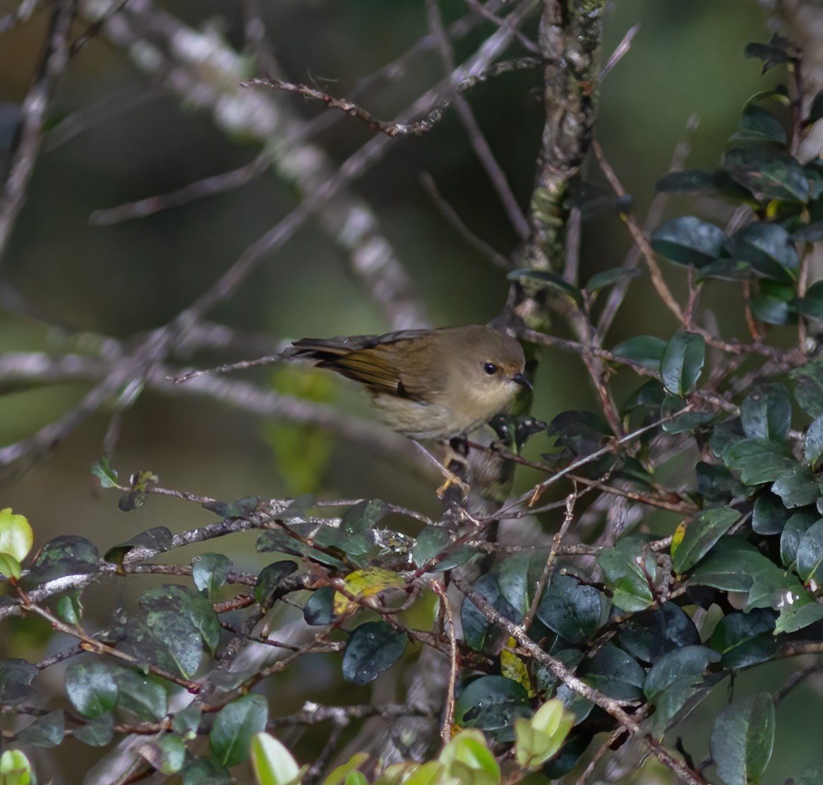 Papuan Scrubwren - ML616777389