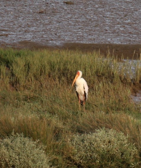 Yellow-billed Stork - ML61677741