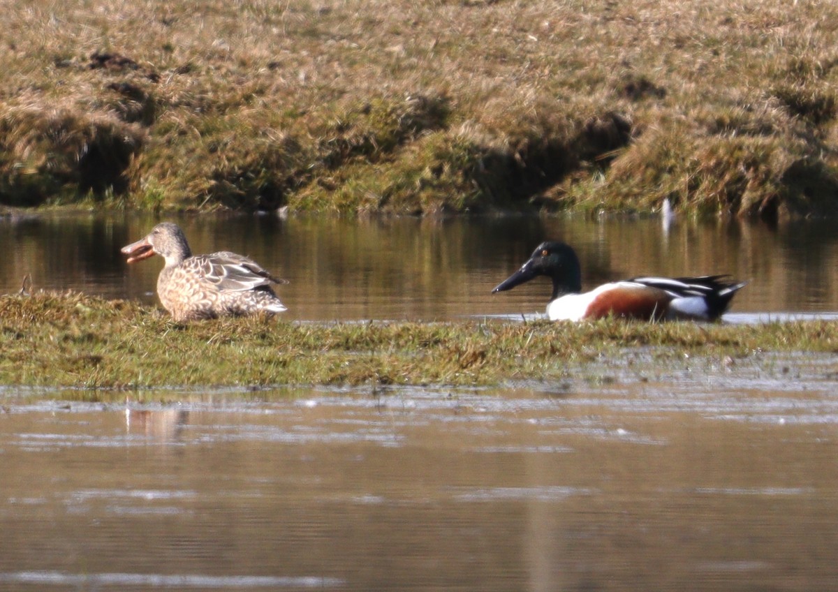 Northern Shoveler - ML616777410