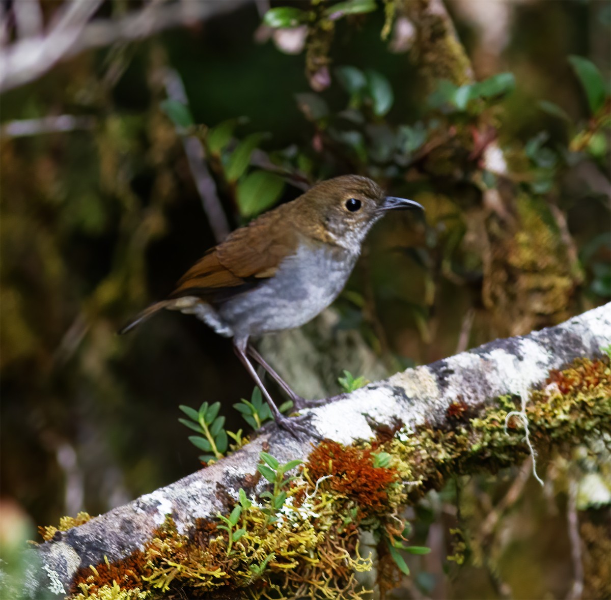 Greater Ground-Robin - ML616777415