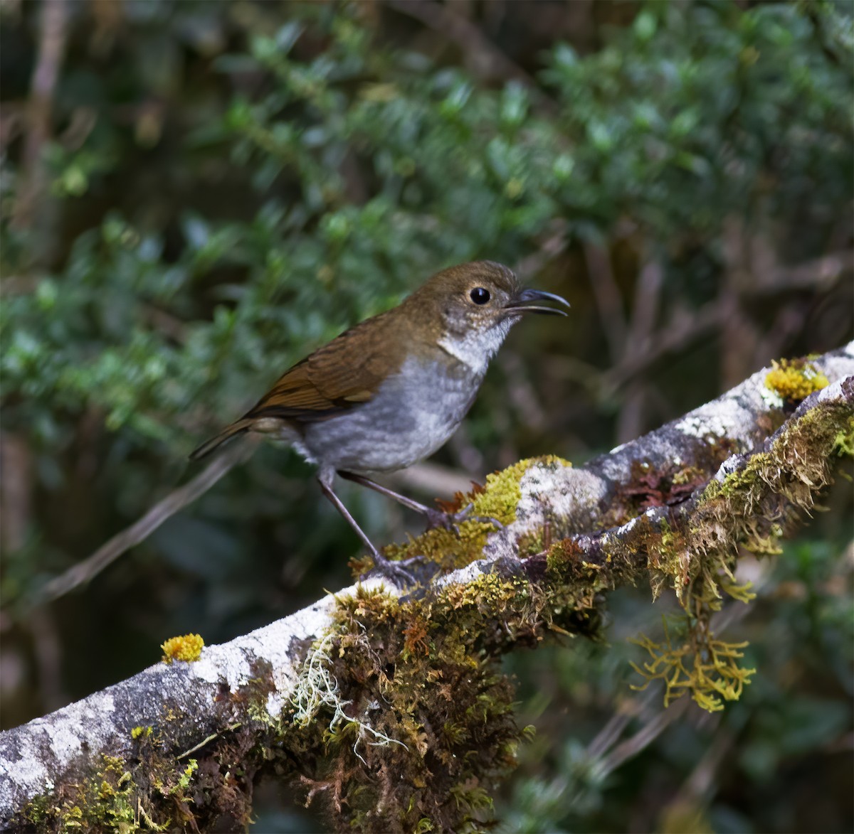 Greater Ground-Robin - ML616777416