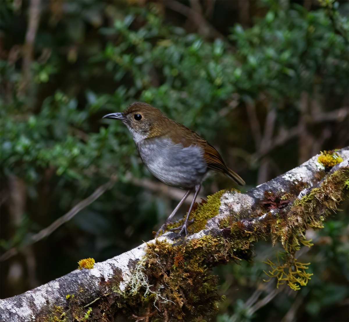 Greater Ground-Robin - ML616777417