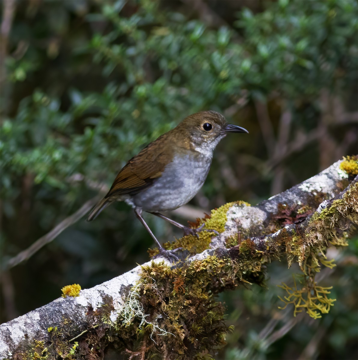 Greater Ground-Robin - ML616777418