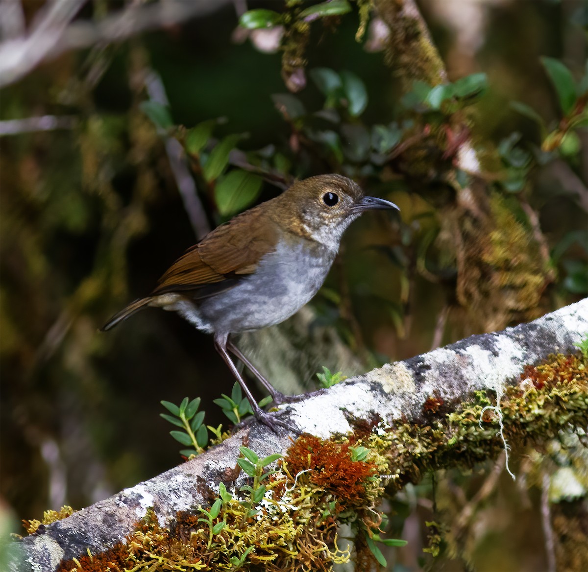 Greater Ground-Robin - ML616777420