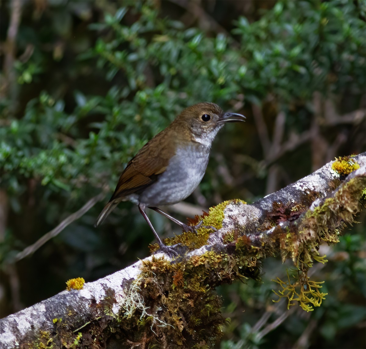 Greater Ground-Robin - ML616777421