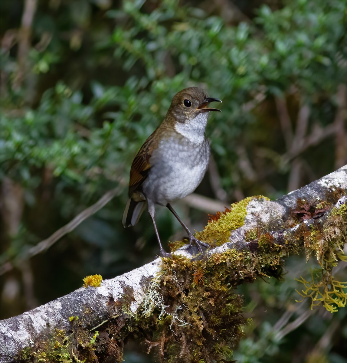 Greater Ground-Robin - ML616777423