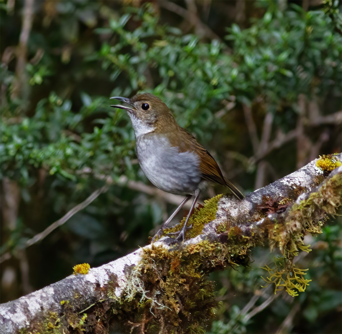 Greater Ground-Robin - ML616777424