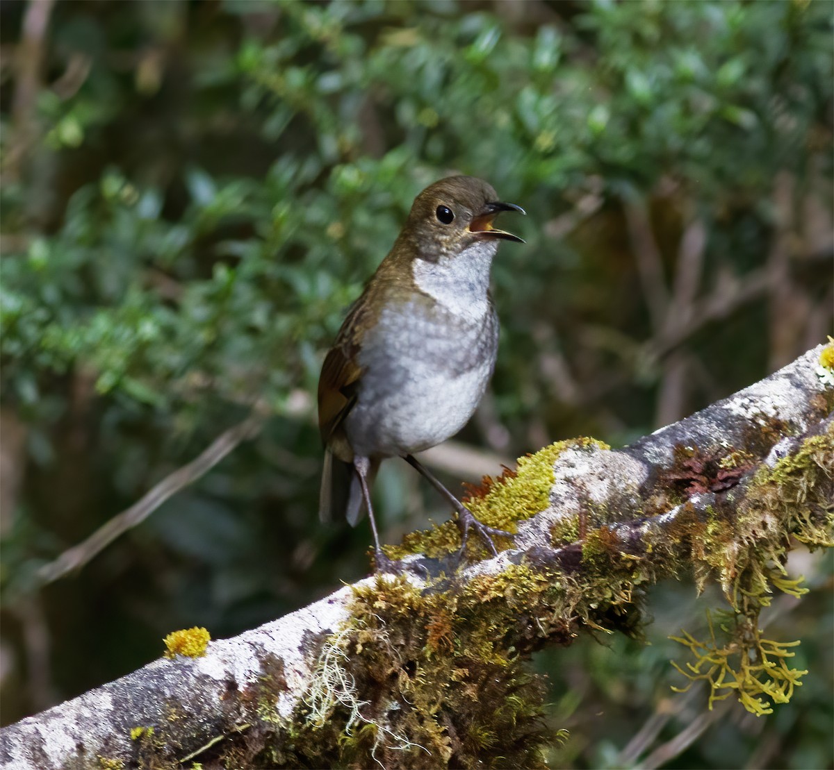 Greater Ground-Robin - ML616777428