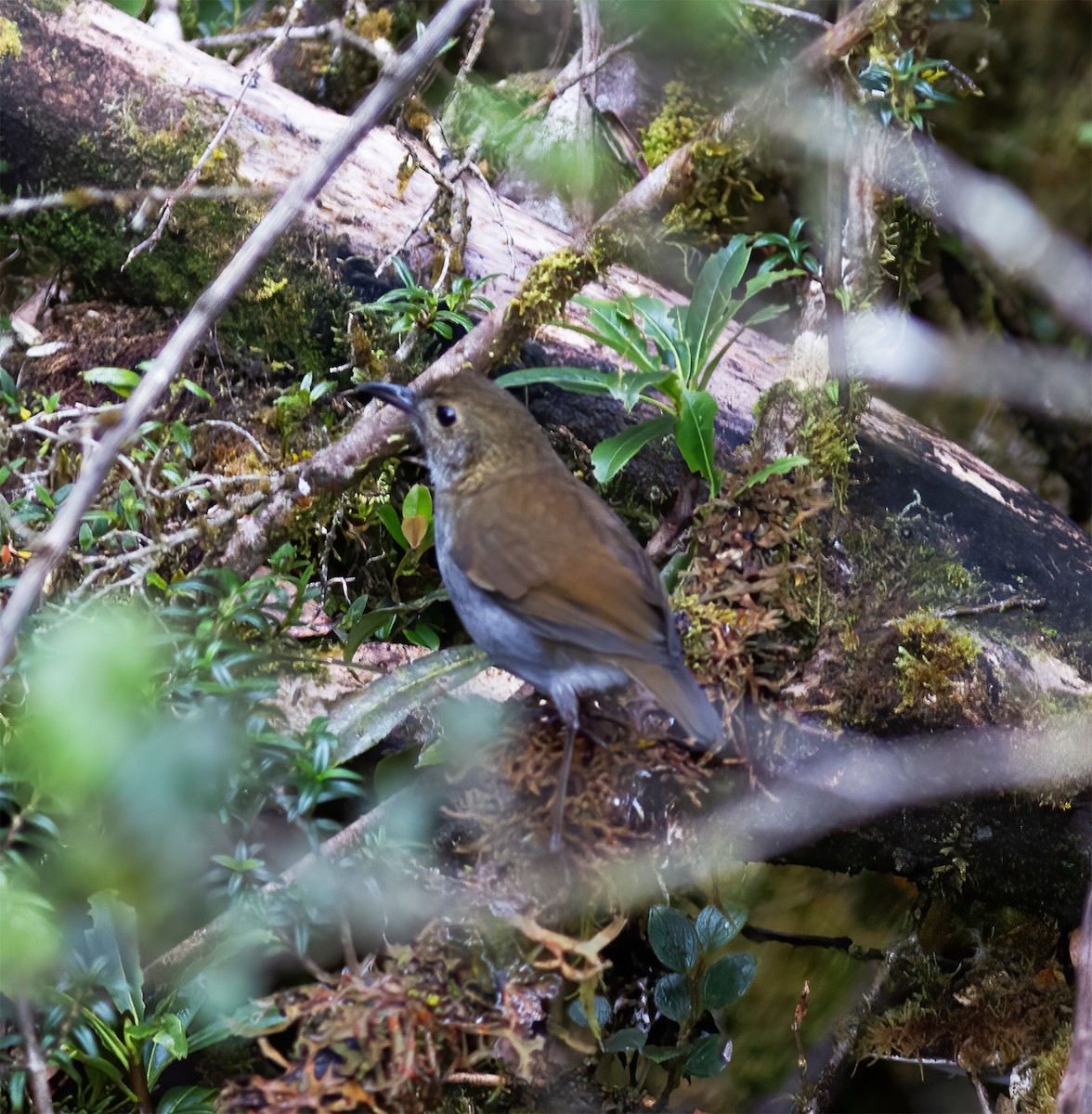 Greater Ground-Robin - ML616777430