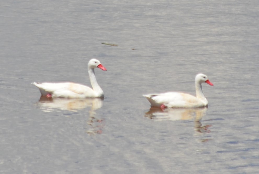 Coscoroba Swan - ML616777444