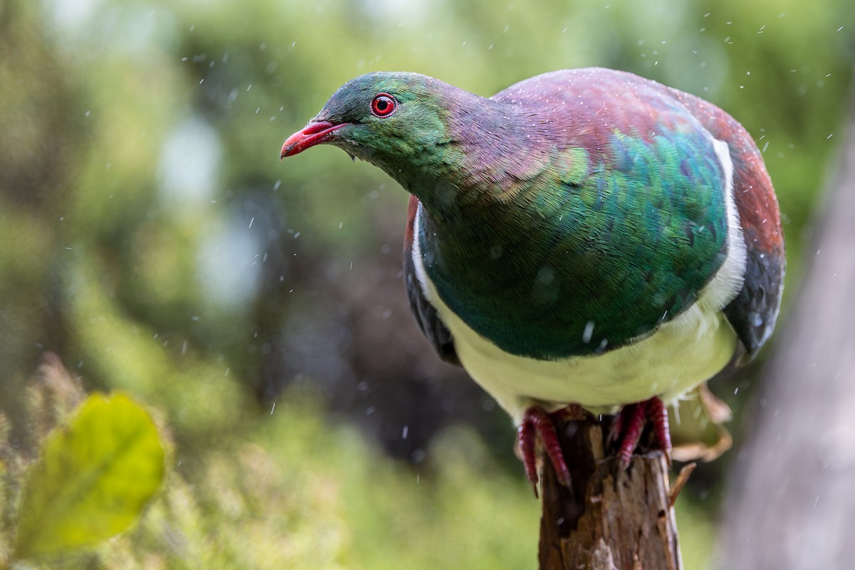 New Zealand Pigeon - ML616777446