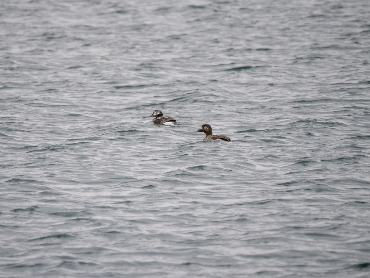 White-winged Scoter - ML616777482