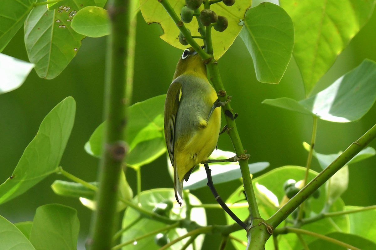 Everett's White-eye - ML616777510