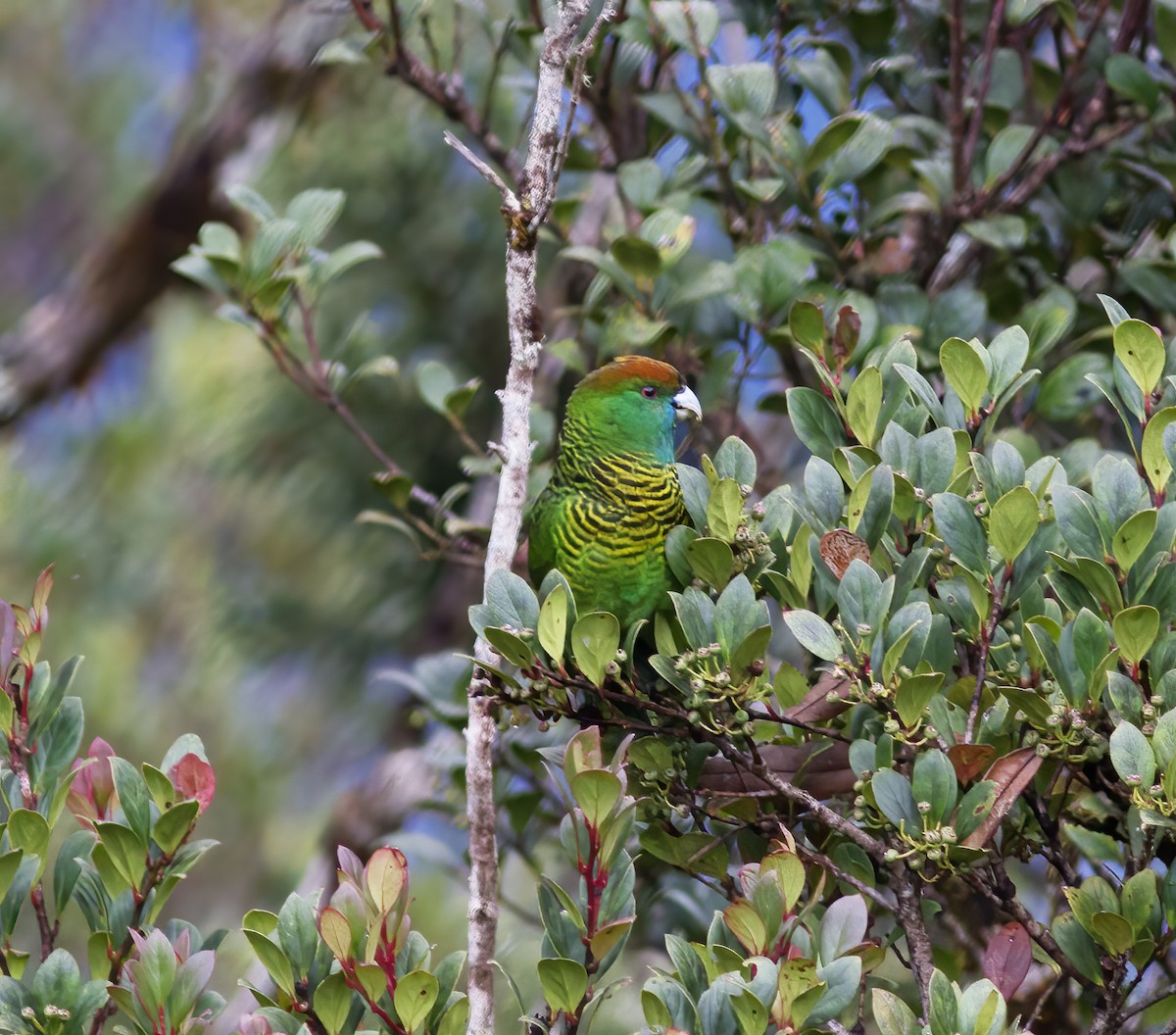 Painted Tiger-Parrot - Gary Rosenberg