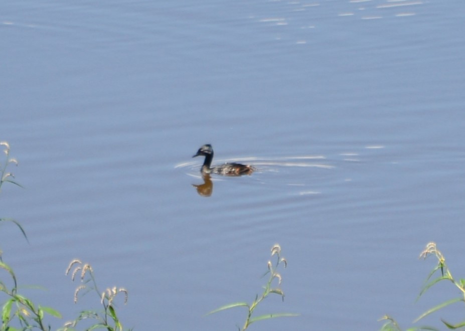 White-tufted Grebe - ML616777537